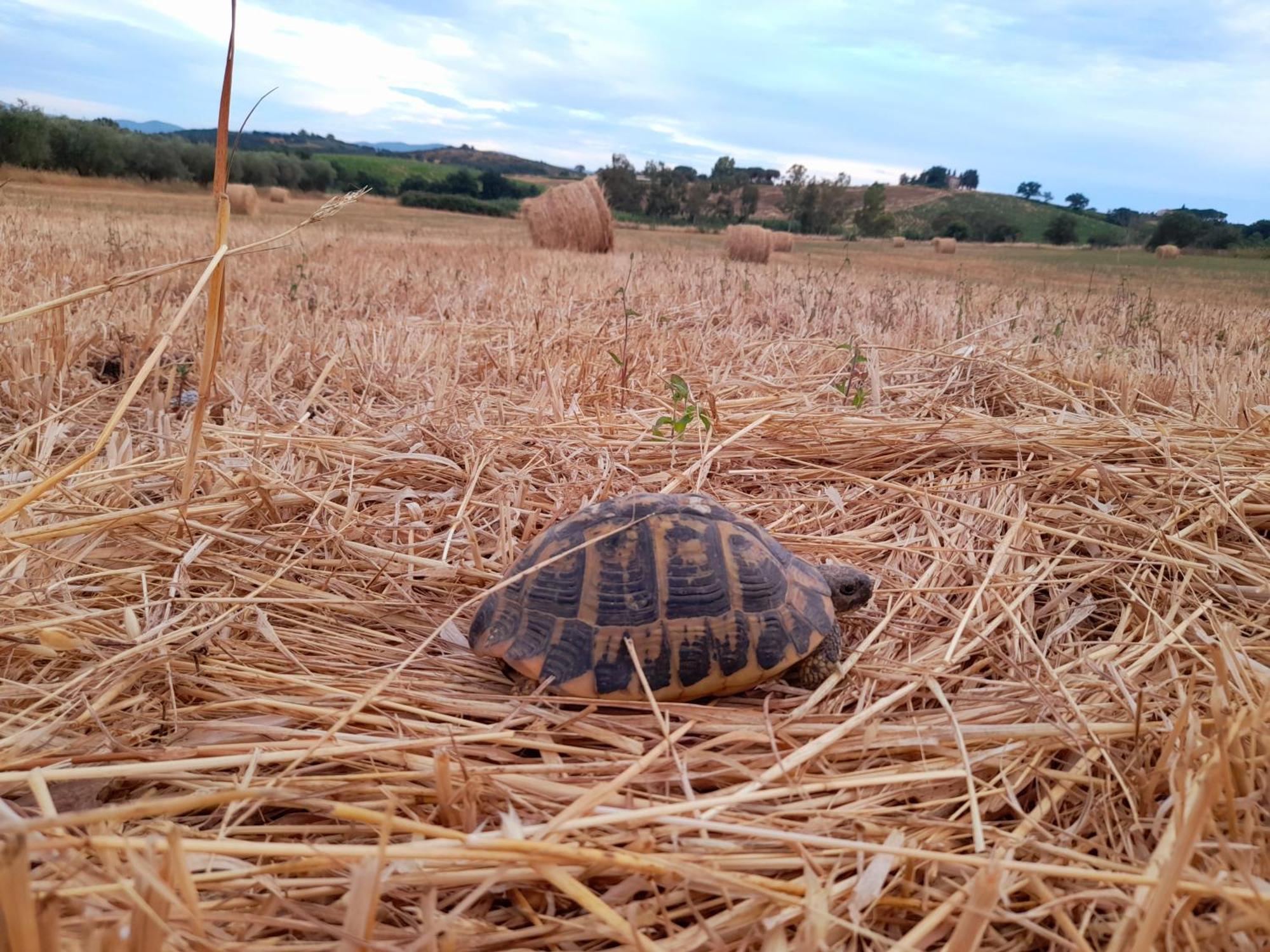 Agriturismo La Sorgente Fonteblanda Εξωτερικό φωτογραφία